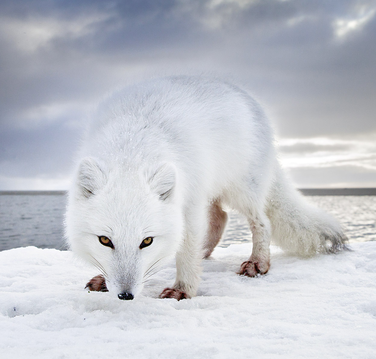 Zorro ártico, el tipo más astuto de la tundra